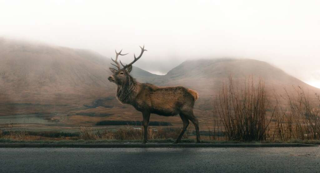 Colorado mule deer hunting