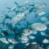 Pompano fish on the sea