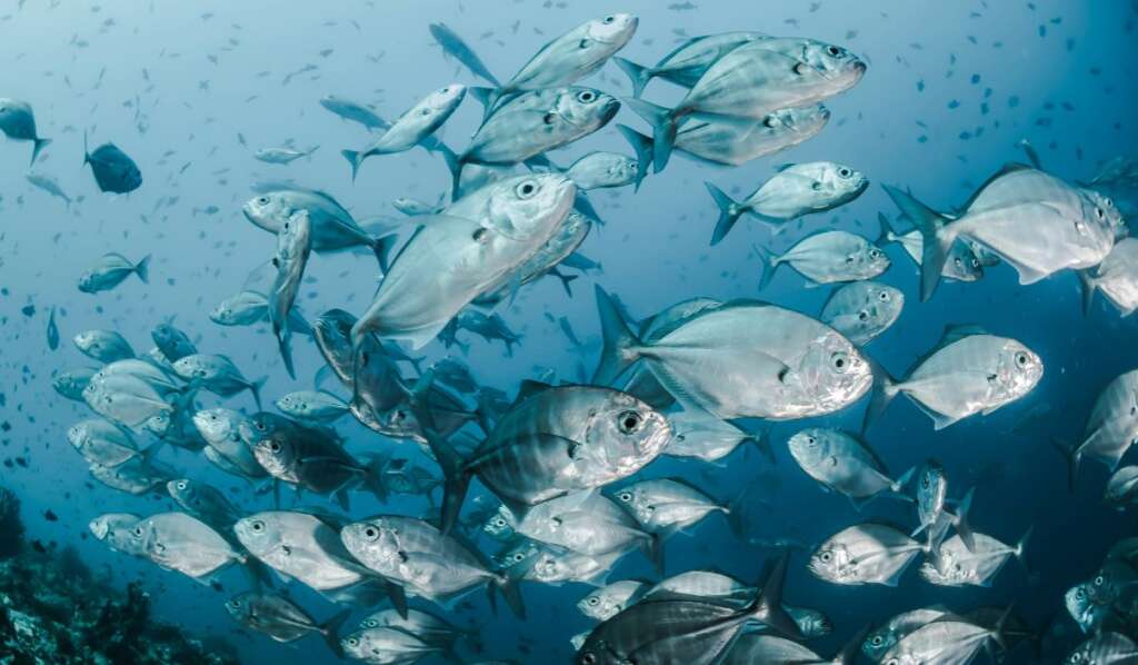 Pompano fish on the sea