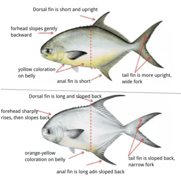 Pompano vs Permit: How To Identify And Catch Them? - Kalkal