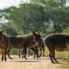 hogs in the wood