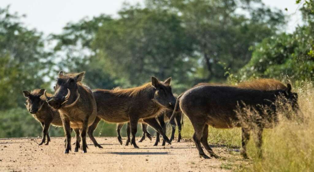 hogs in the wood