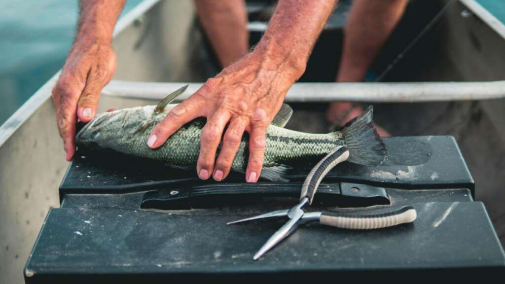 cleaning a fish