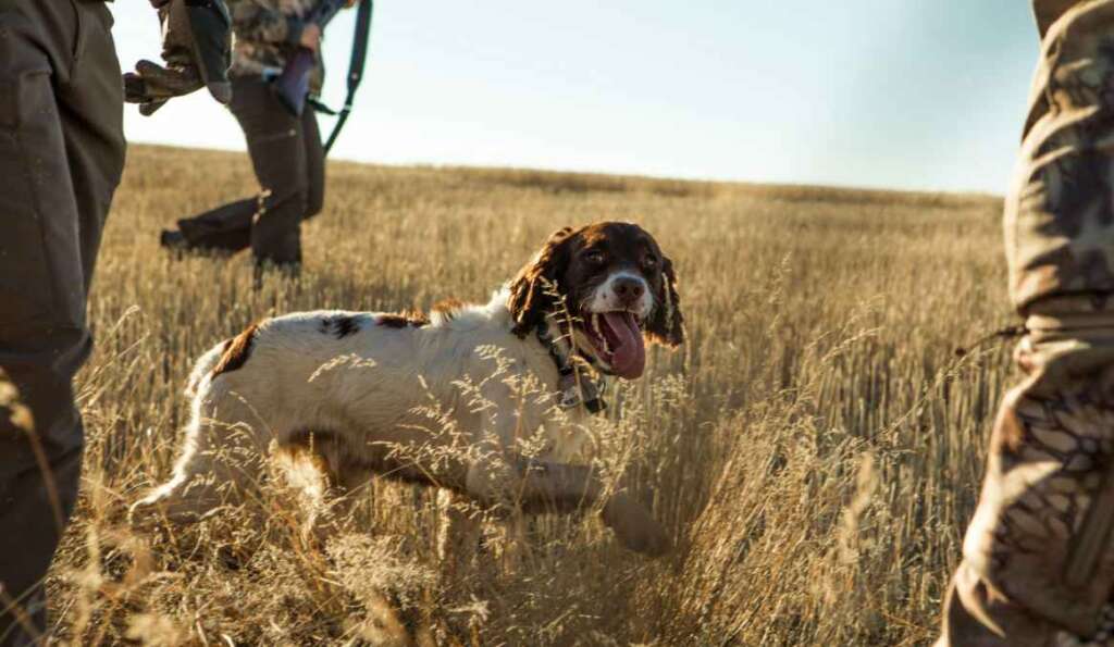 Go hunting in New Hampshire