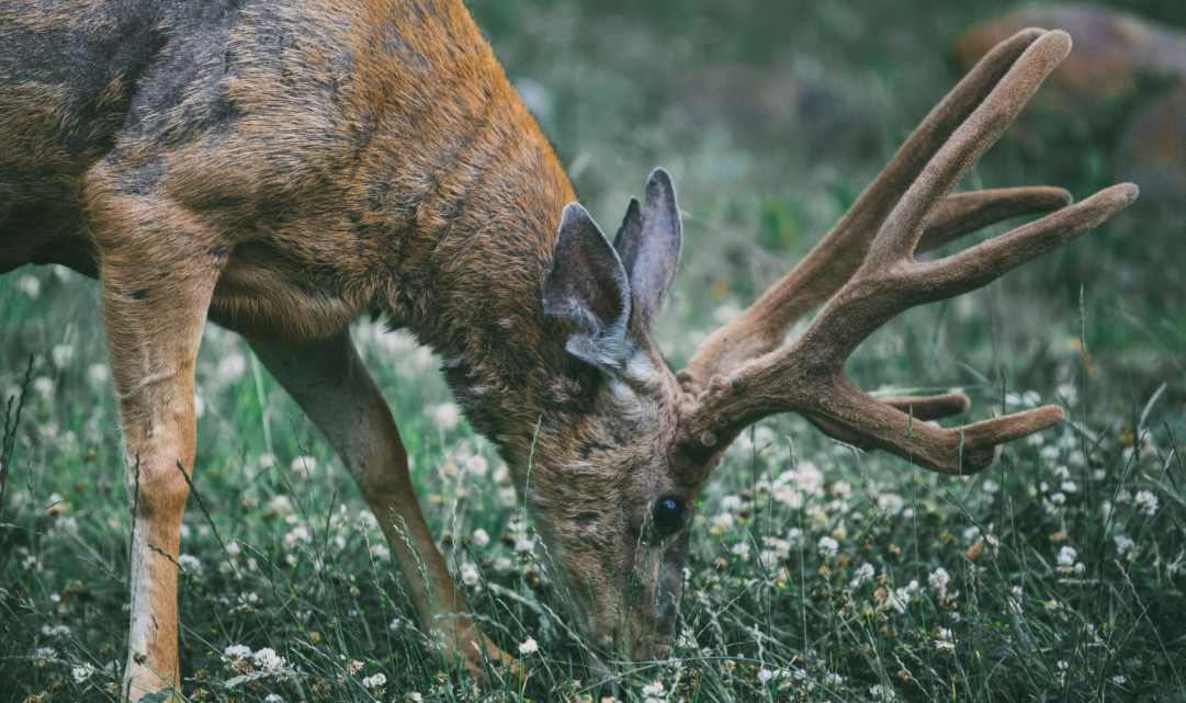 a deer is eating flower on the ground