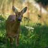 a deer is eating grass