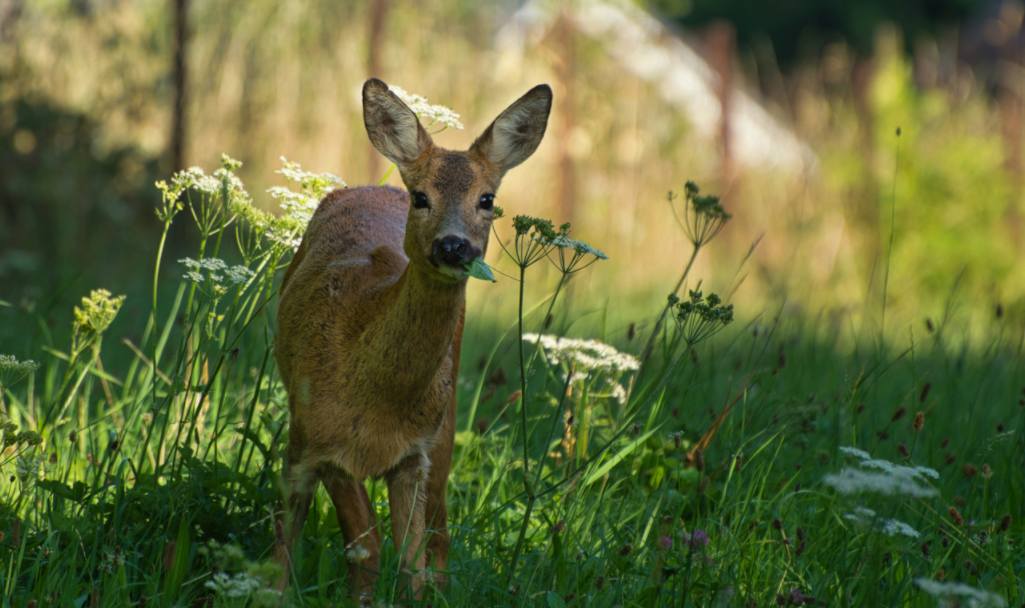 a deer is eating grass