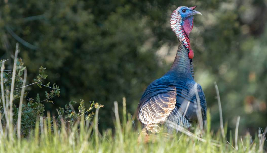 a turkey on the ground