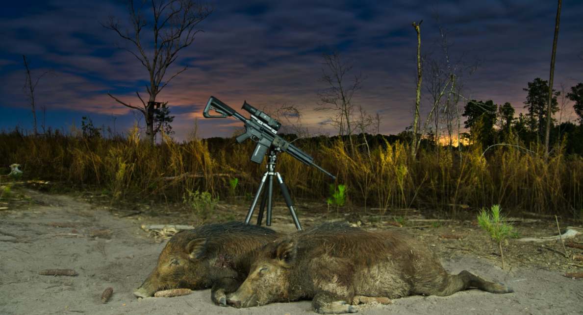 hog hunting at night