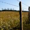 hunting in high fence area