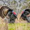 hunting turkey from tree stand