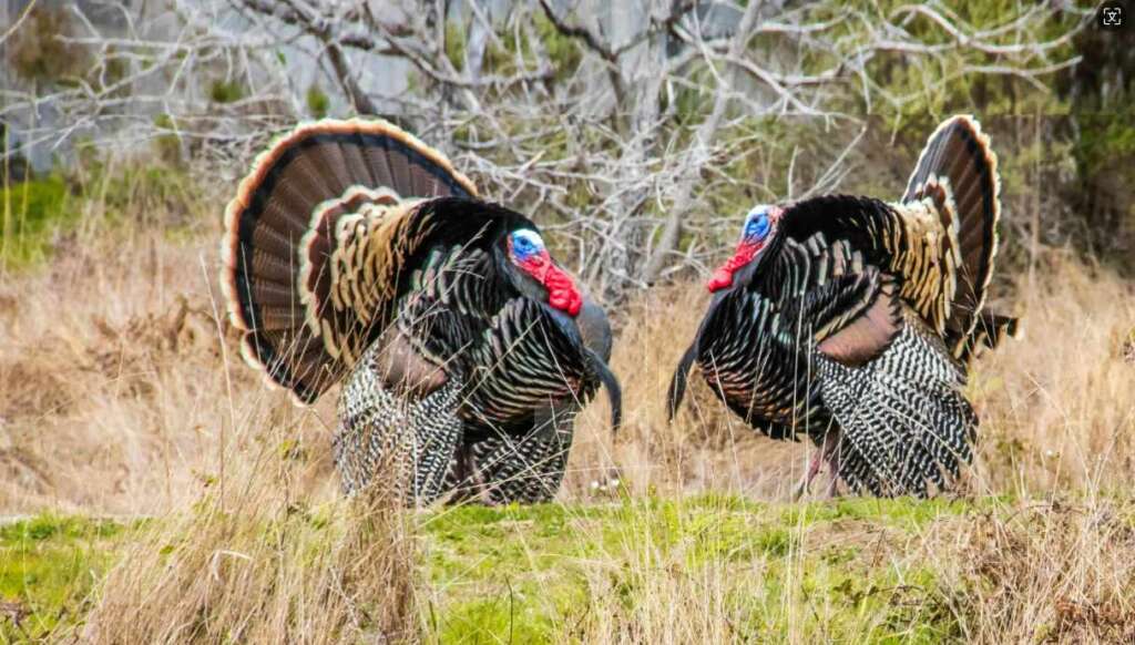 hunting turkey from tree stand