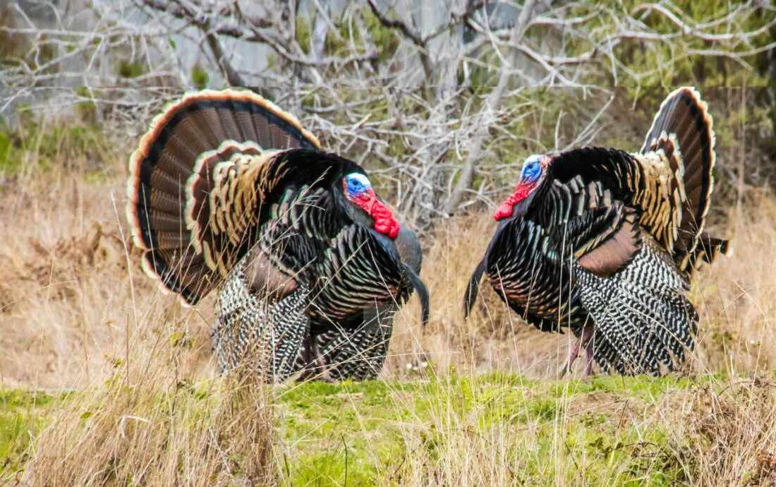 hunting turkey from tree stand