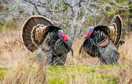 Can You Hunt Turkey From a Tree Stand? Pro Tips