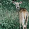 hunt a deer in Indiana hunting season