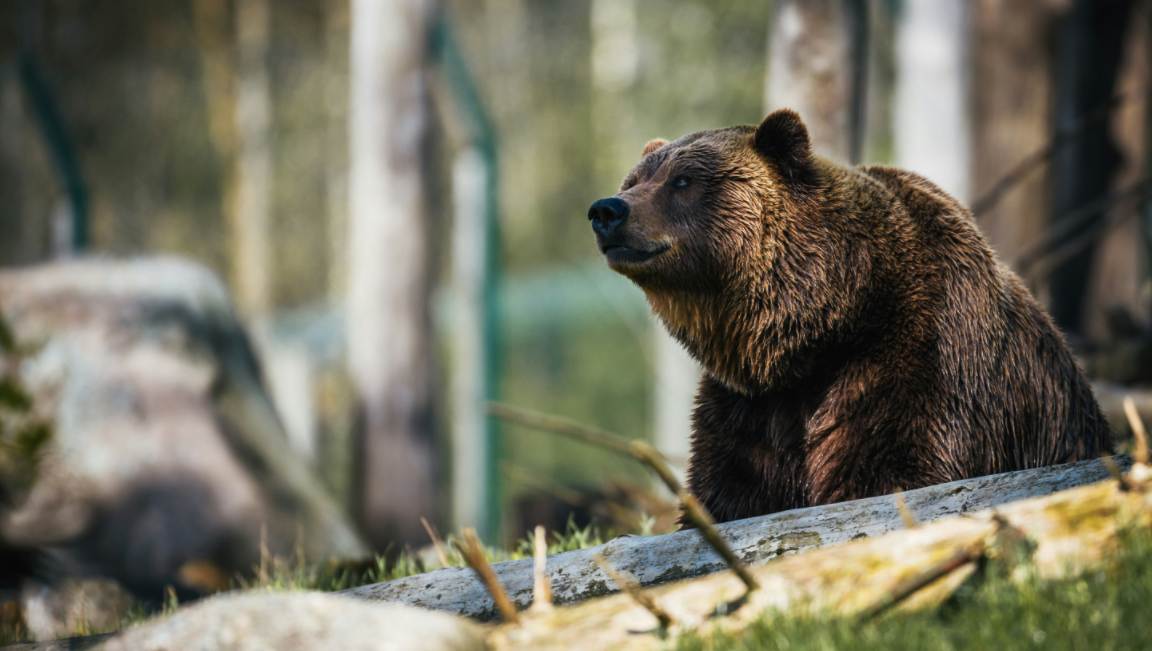 a bear in the wood