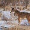 a coyote in outdoor