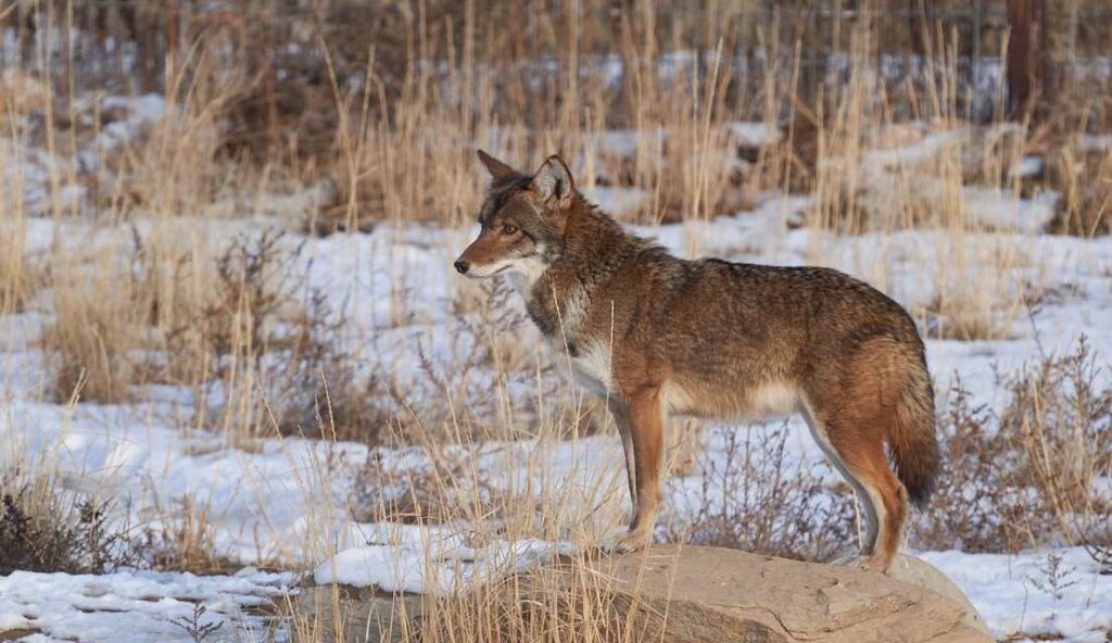 a coyote in outdoor