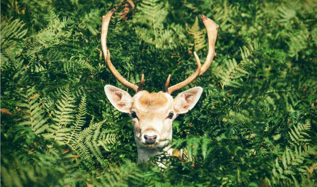 a deer with brow tines