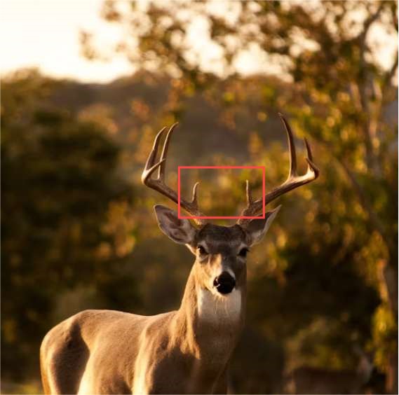 the G1 brow tines