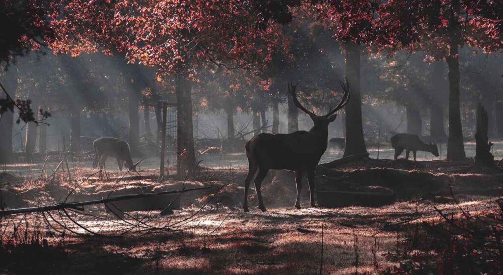 deer hunting in Ohio