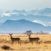 deer movement in different barometric pressure