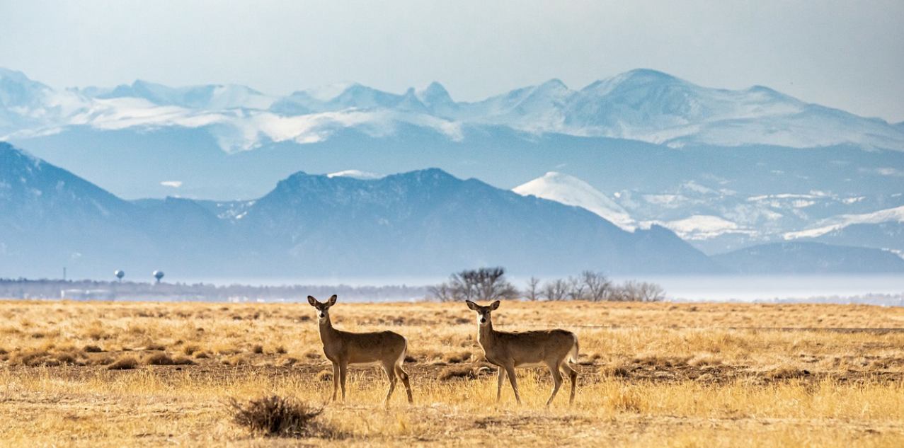 deer movement in different barometric pressure