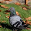 a Pigeon in Texas