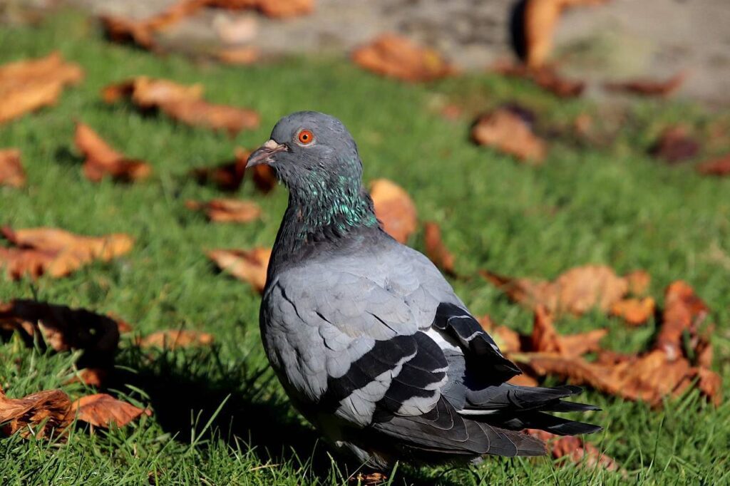 a Pigeon in Texas