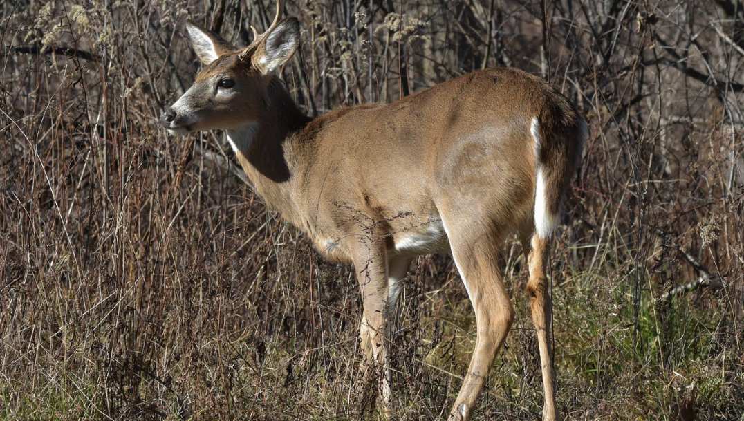 a deer with white tail