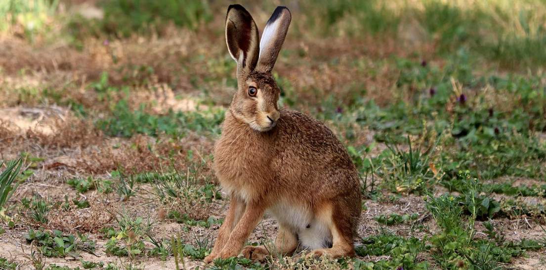 a rabbit in the field