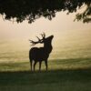 a white tail deer in the wood