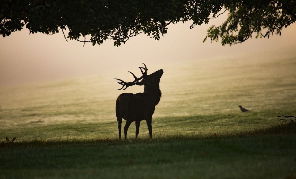 a white tail deer in the wood