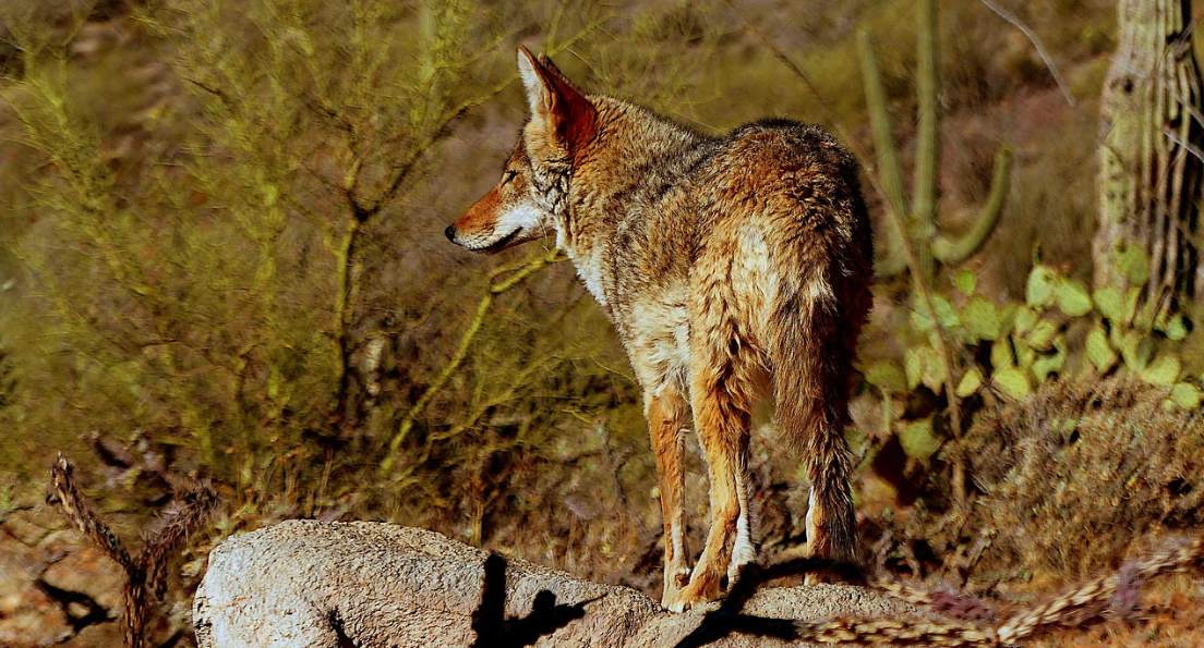 coyote hunting