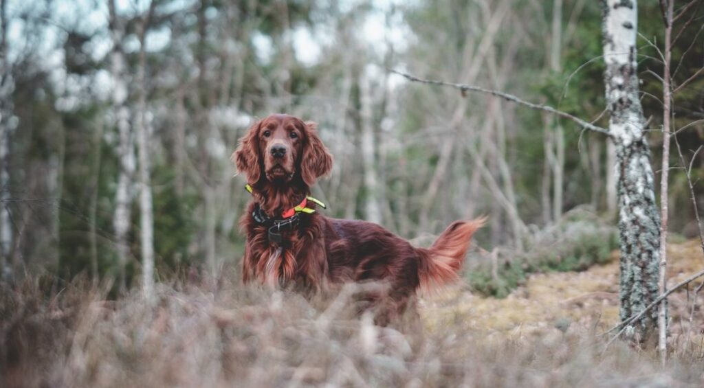 dogs for hunting rabbits