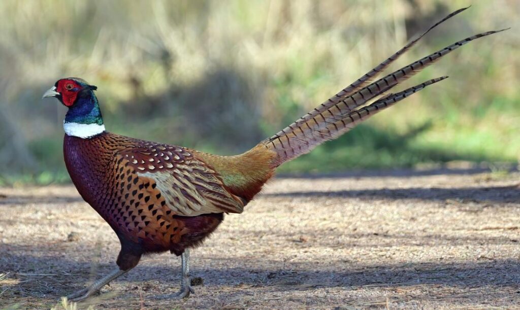 hunting a pheasant