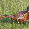 hunting a pheasant in Iowa