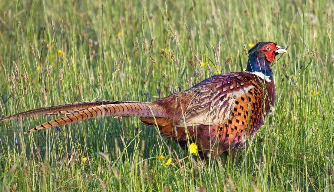 hunting a pheasant in Iowa