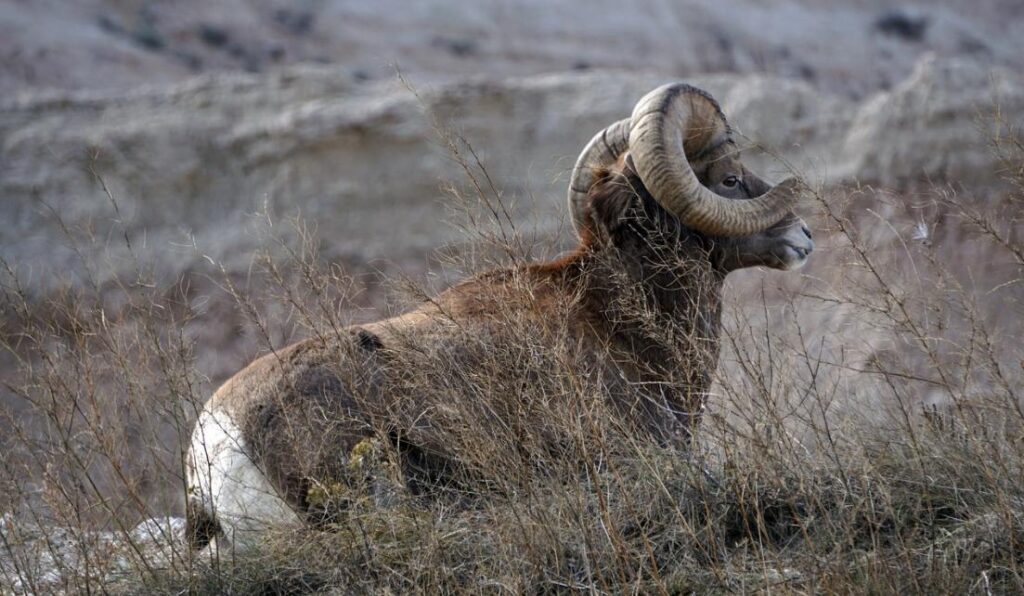 hunting big game in South Dakota