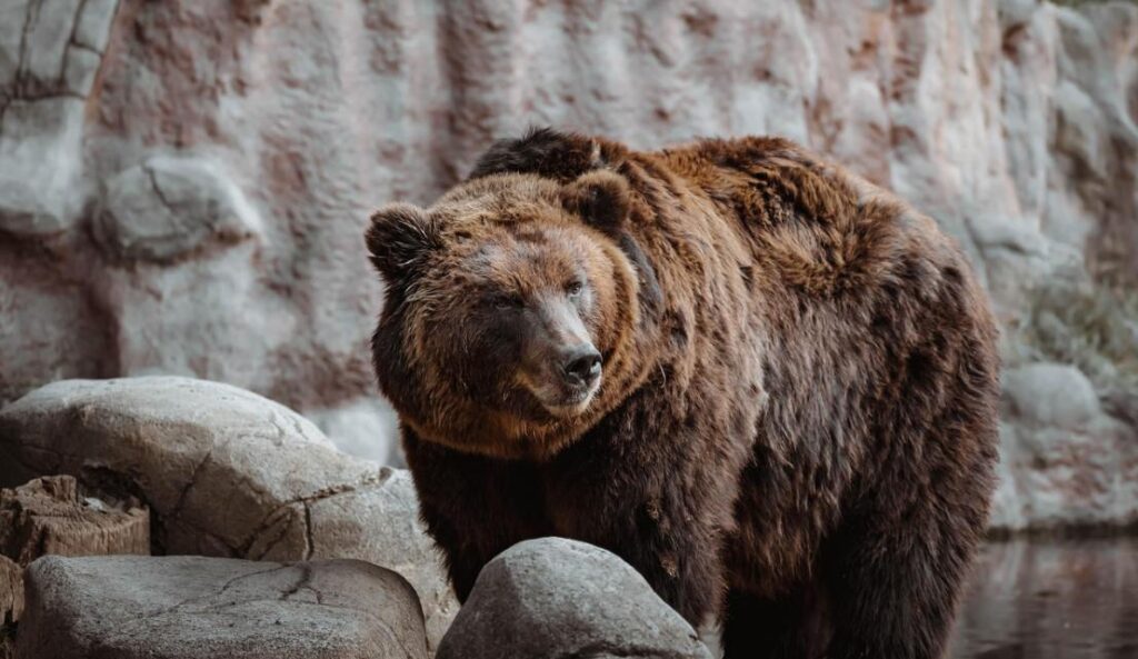 hunting a bear in Michigan