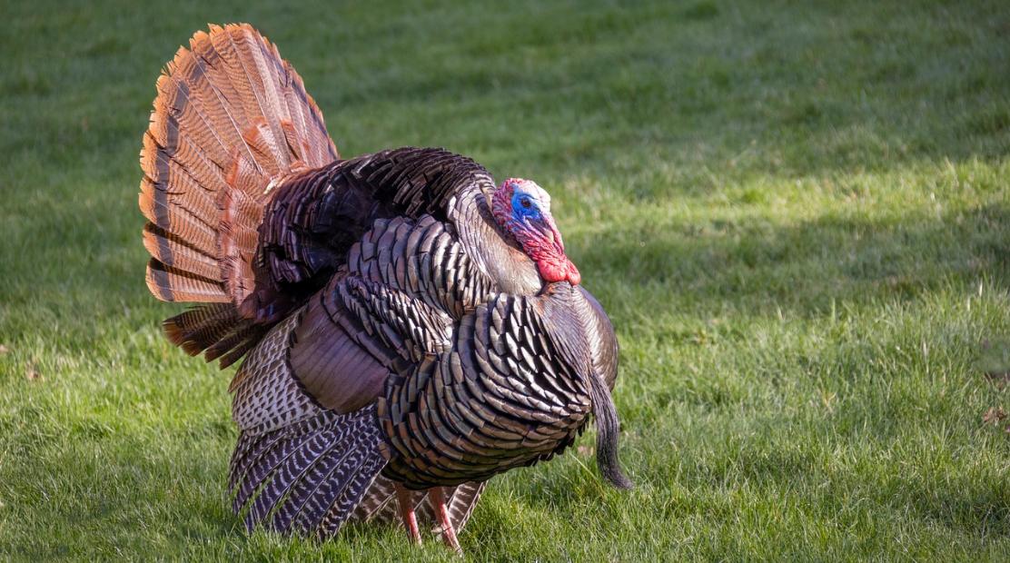 turkey roost and hunting