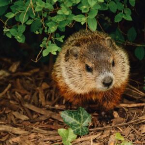 Woodchucks vs Beavers