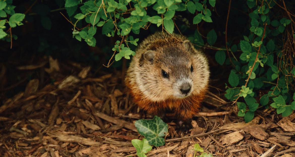 Woodchucks vs Beavers