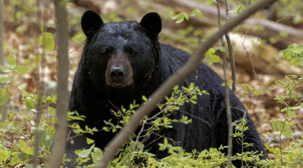 a back bear in the wood