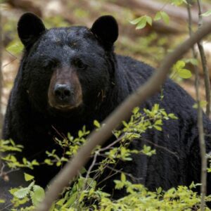 a back bear in the wood