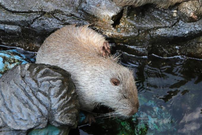 a beaver in the river