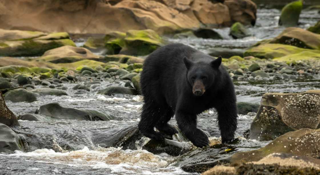 a black bear is running in the river