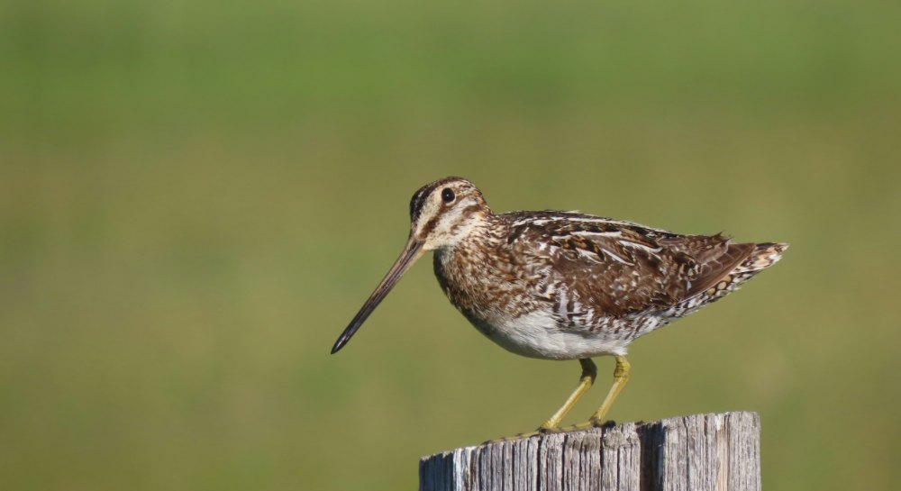 a snipe bird