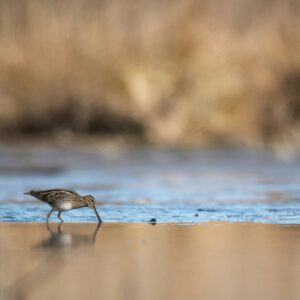 a snipe near the water