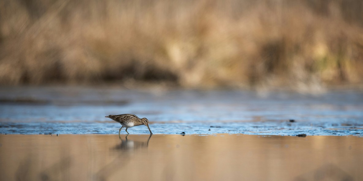 a snipe near the water